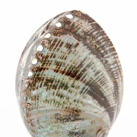 Unique Egg-Shaped Abalone Shell Nativity Scene 5.5