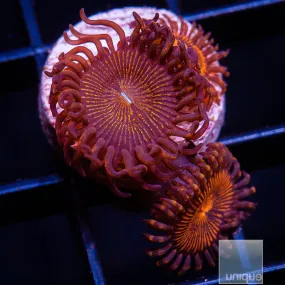 Zoanthus sp. Premium Zoanthid- WYSIWYG Frag Zoa/Paly